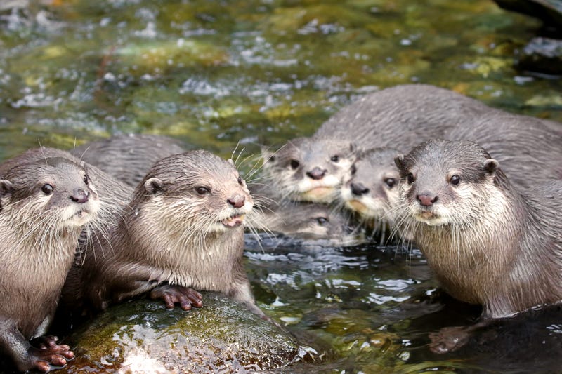 otters