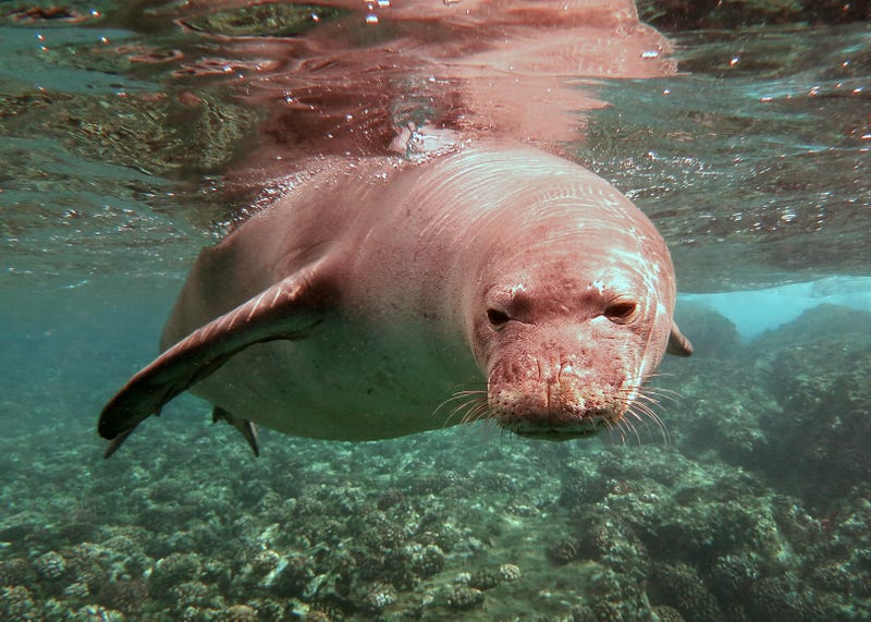 seal