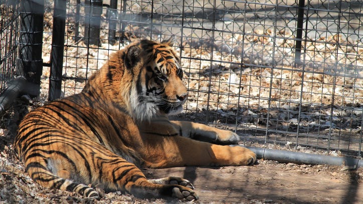 Authorities seize 68 big cats from 'Tiger King' park amid allegations of animal abuse