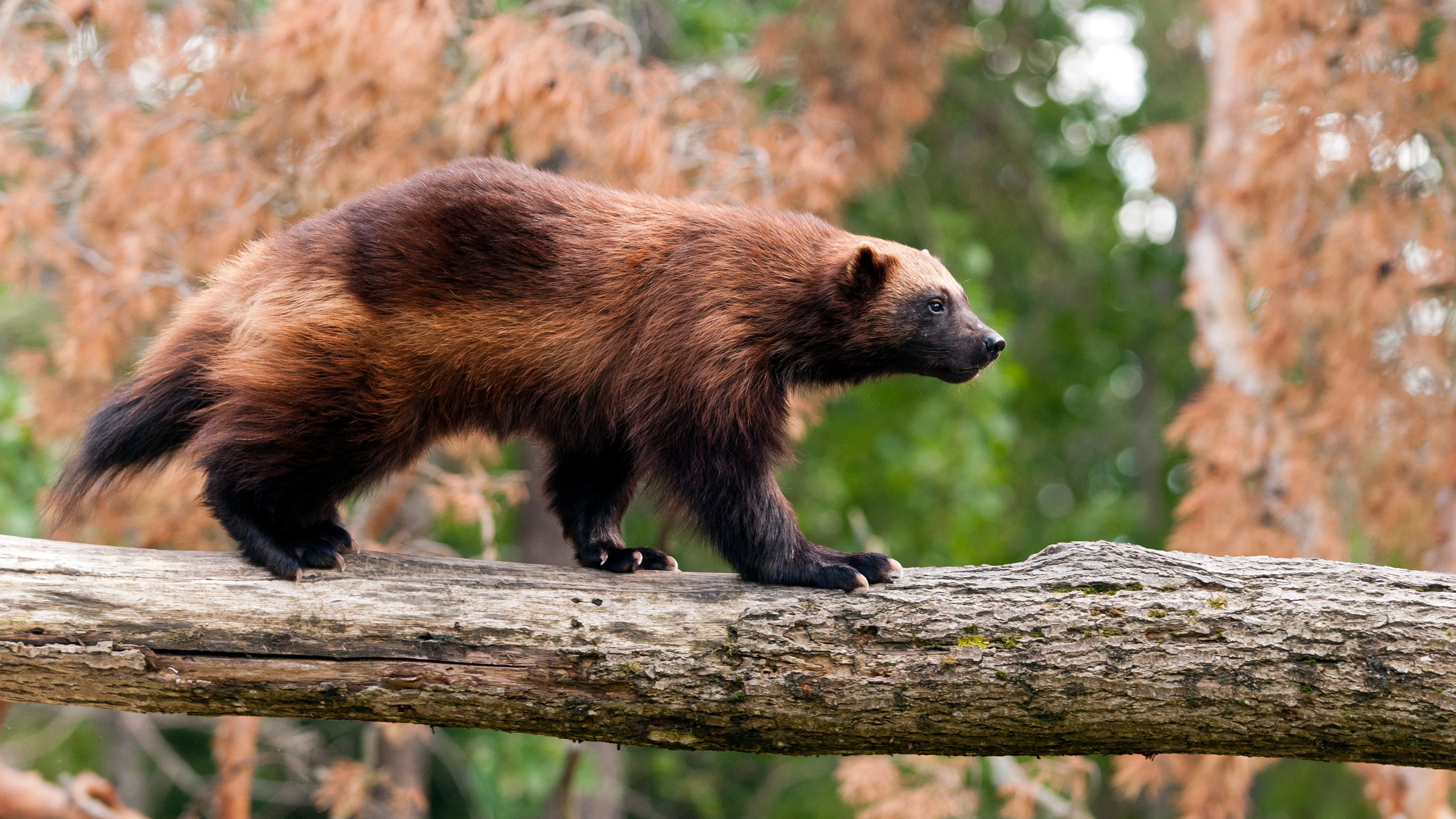 Wolverines born at zoo come from only captive mating pair in US