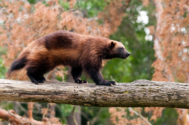 Wolverines
