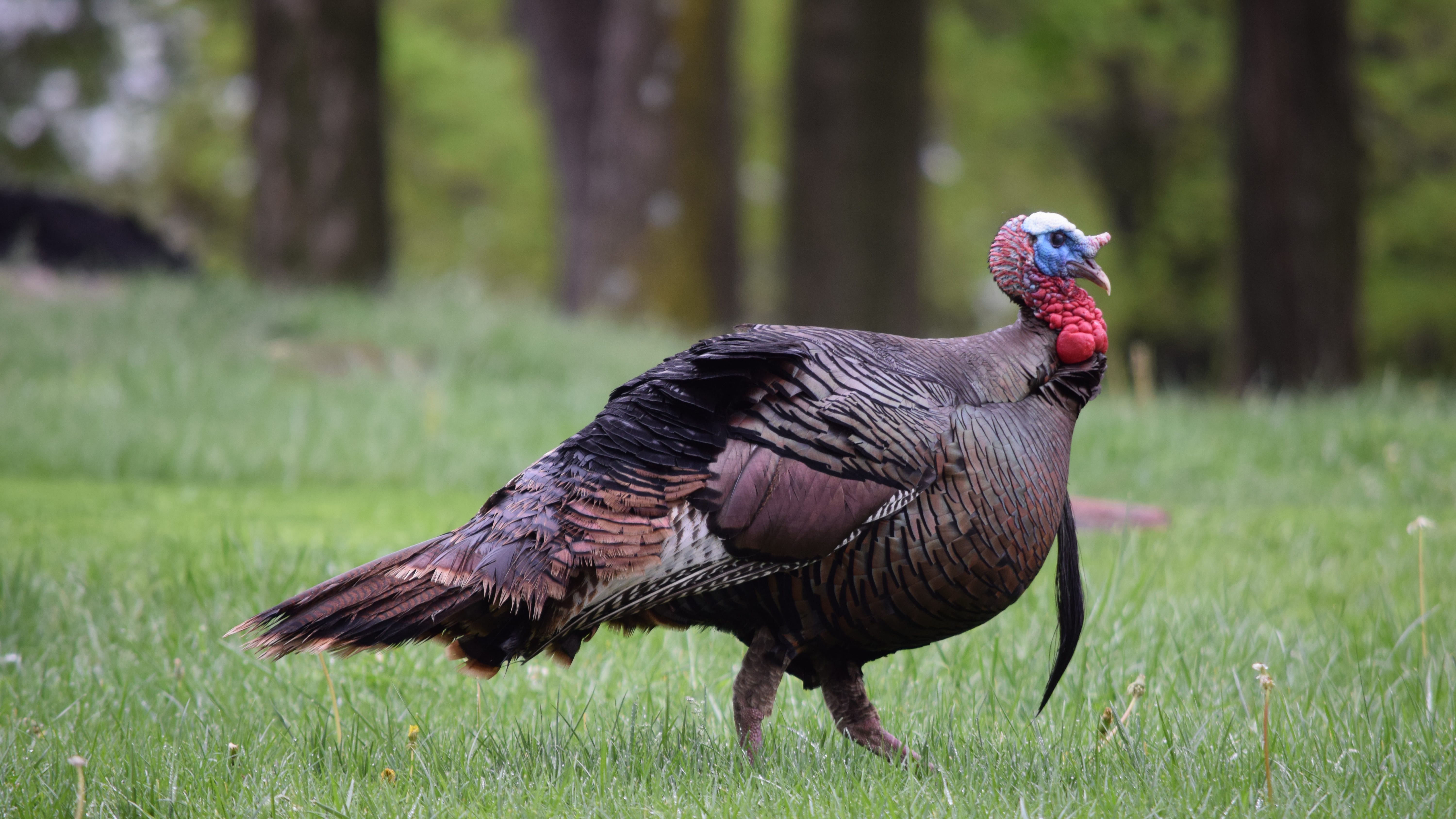Residents mourn death of wild turkey, Carl, who became fixture in Kenosha neighborhood