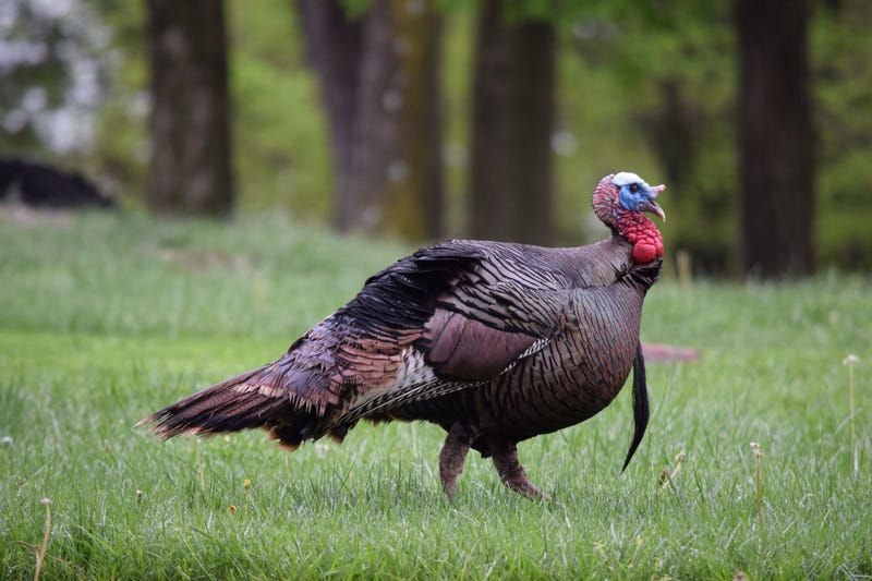 Residents mourn death of wild turkey, Carl, who became fixture in Kenosha neighborhood