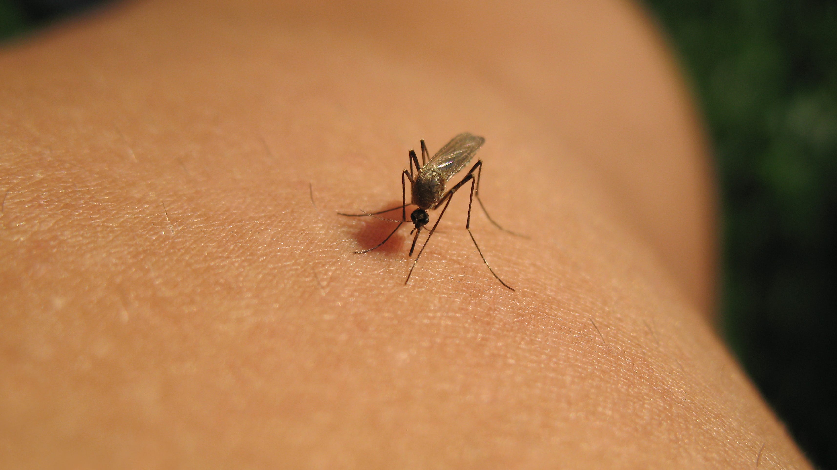 34 additional West Nile mosquito samples found in L.A. County