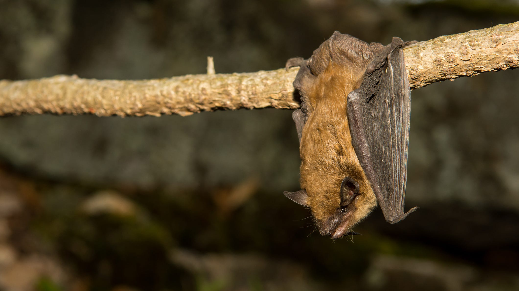 US rabies deaths climb to highest level in a decade