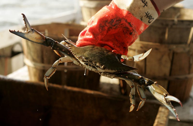 crabs
