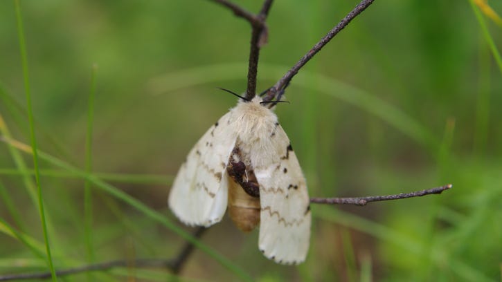 Gypsy moth rebranded with more 'inclusive' name: Meet the spongy moth