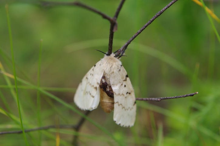 gypsy moth