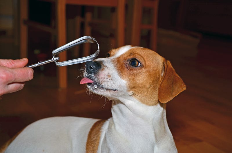 dog eating mixer