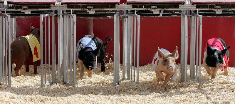 Pigs dart from their starting gate during a pig race at the Illinois State Fair August 17, 2005 in Springfield, Illinois. The Illinois State Fair, held in the state capital located in central Illinois, is celebrating its 152nd year.