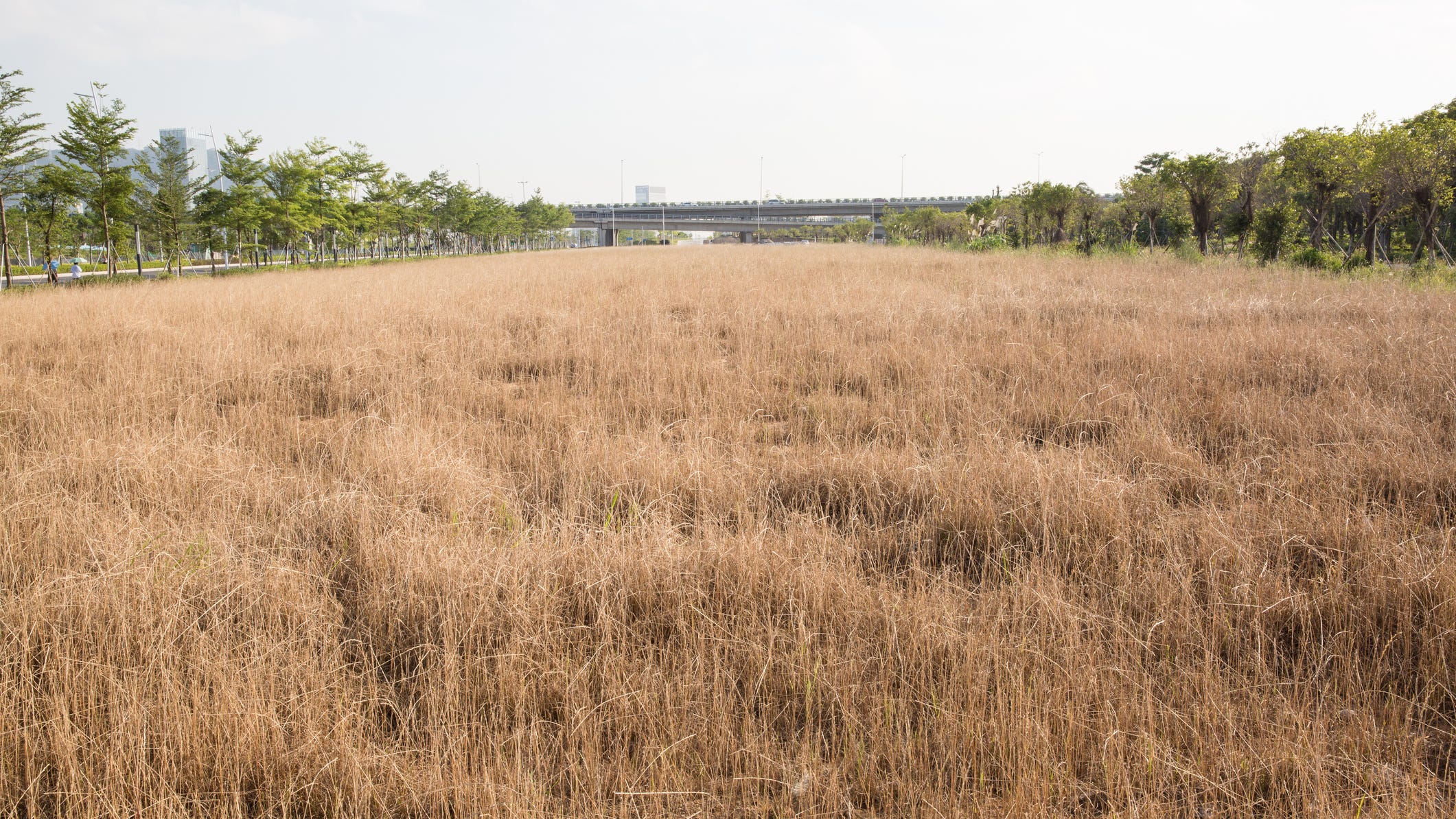 Heat Advisories posted for almost all of Texas, grass fire danger issued