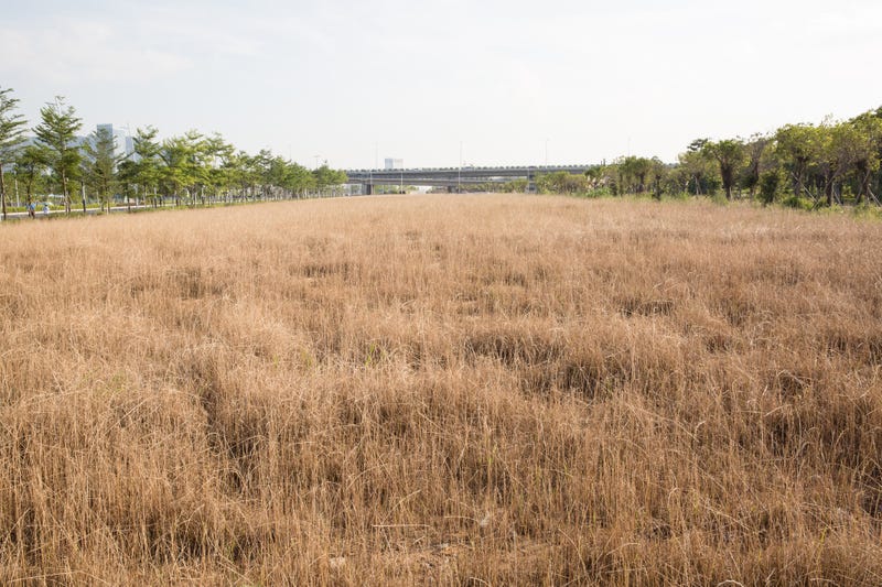 Dry Grass