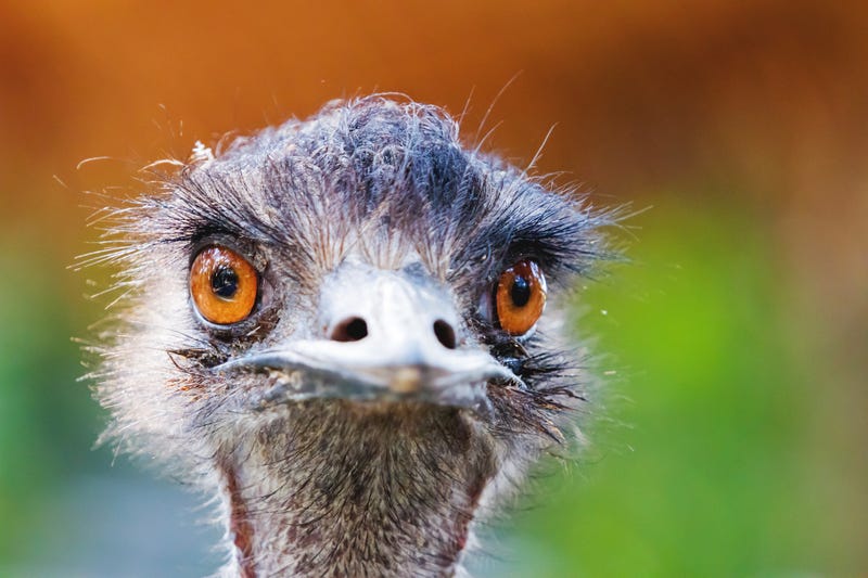 Ostrich