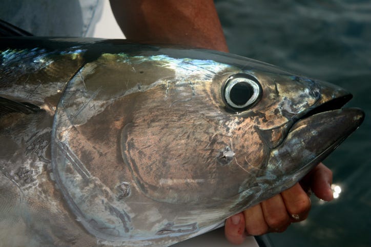 blue fin tuna