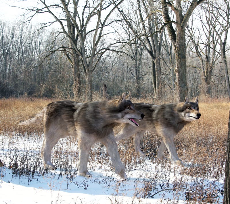 An illustration of Dire Wolves hunting together in the woods. The dire wolf is an extinct carnivorous mammal of the genus Canis, roughly the size of the extant gray wolf, but with a heavier build.