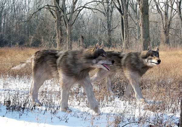 Illustration of Dire Wolves hunting together in the woods