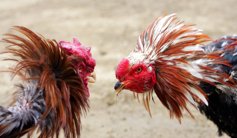 Dallas Police bust cockfighting ring