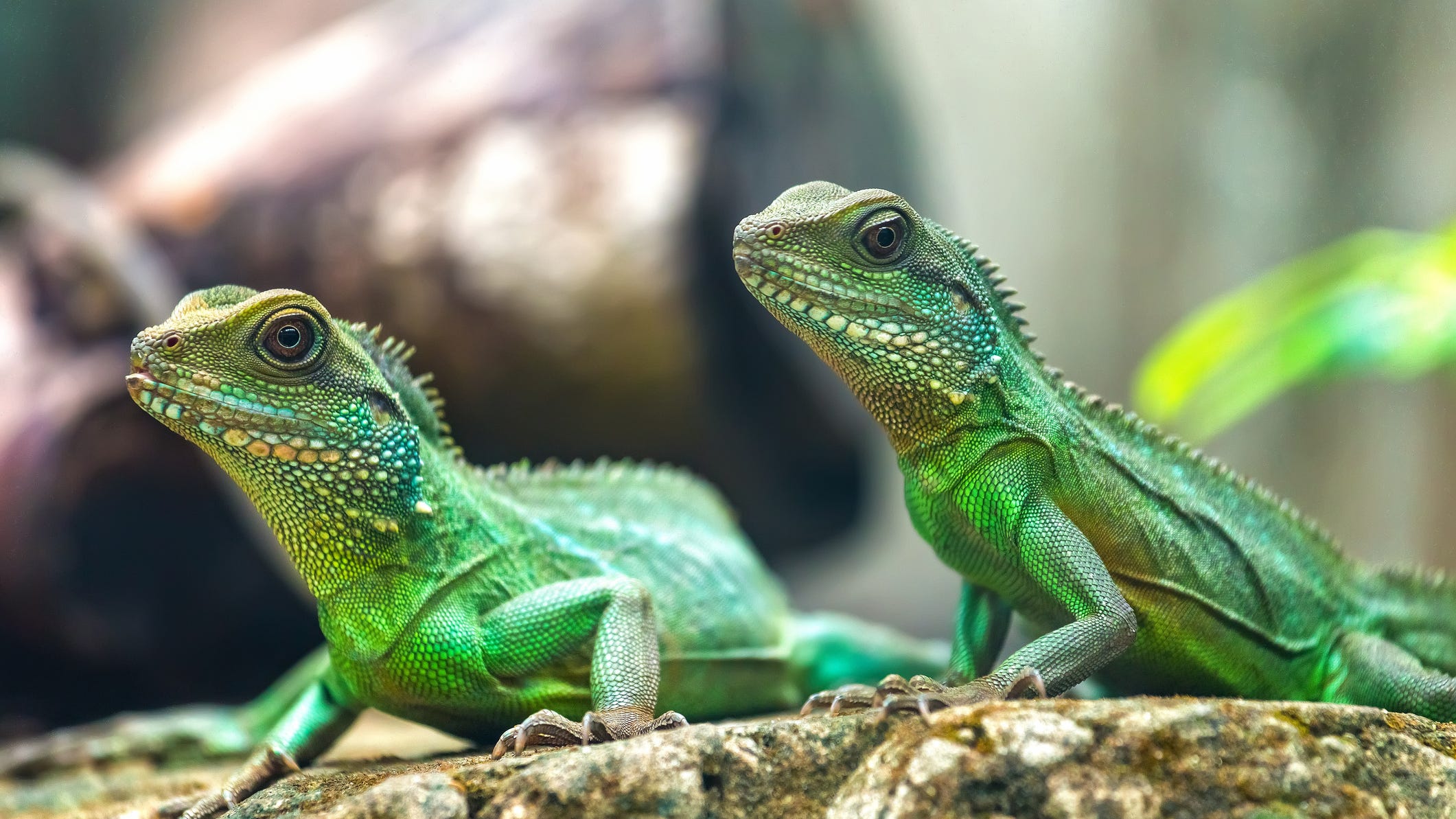Fossil found in cupboard changes everything we know about lizards