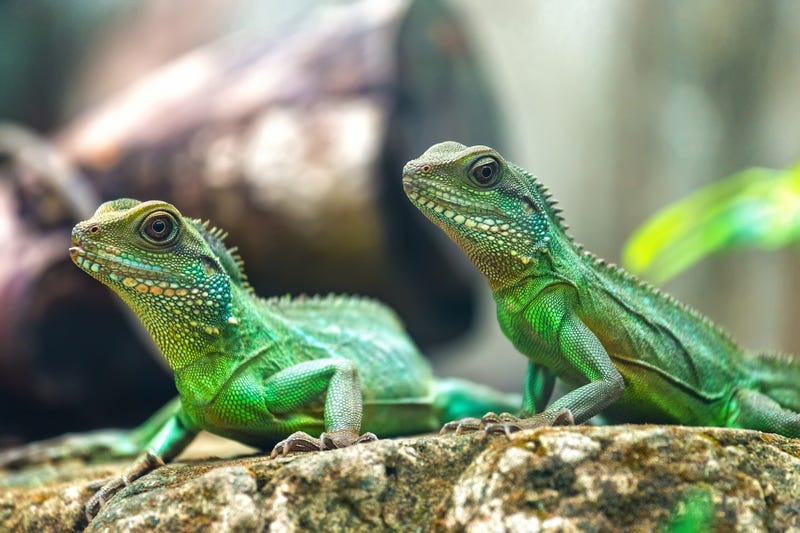 lizards