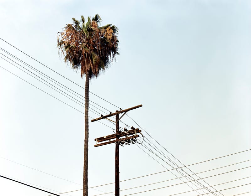 palm tree and telephone lines