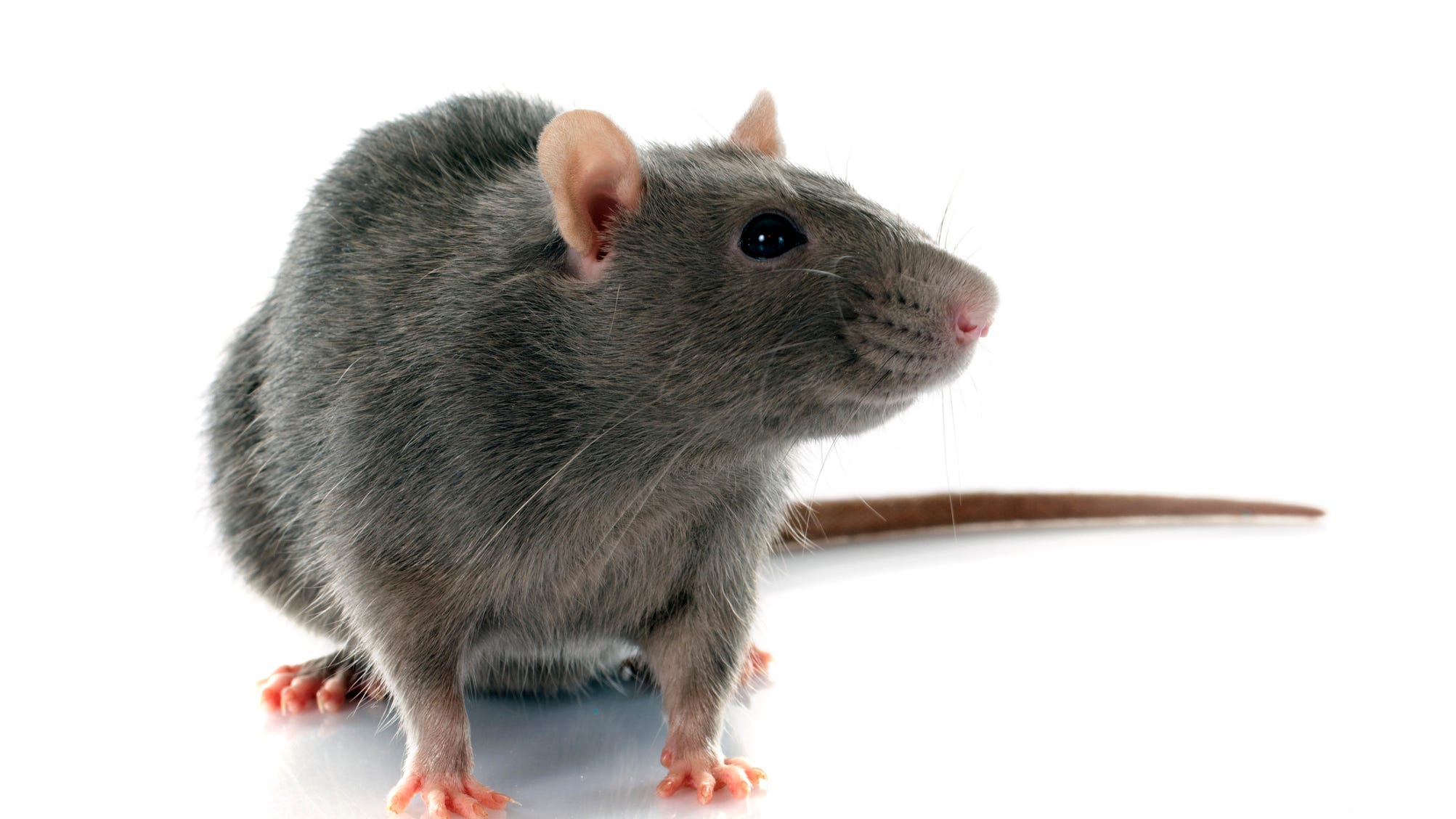Study: Rats can dance