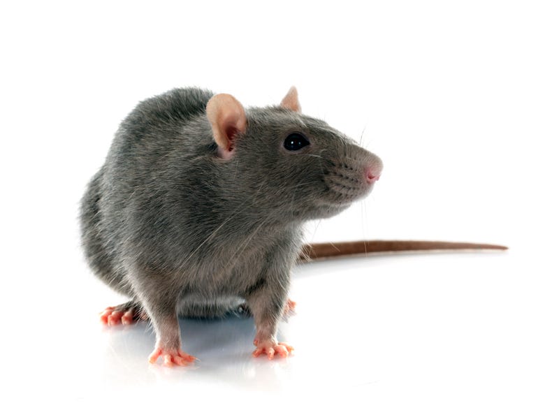 Gray rat. 