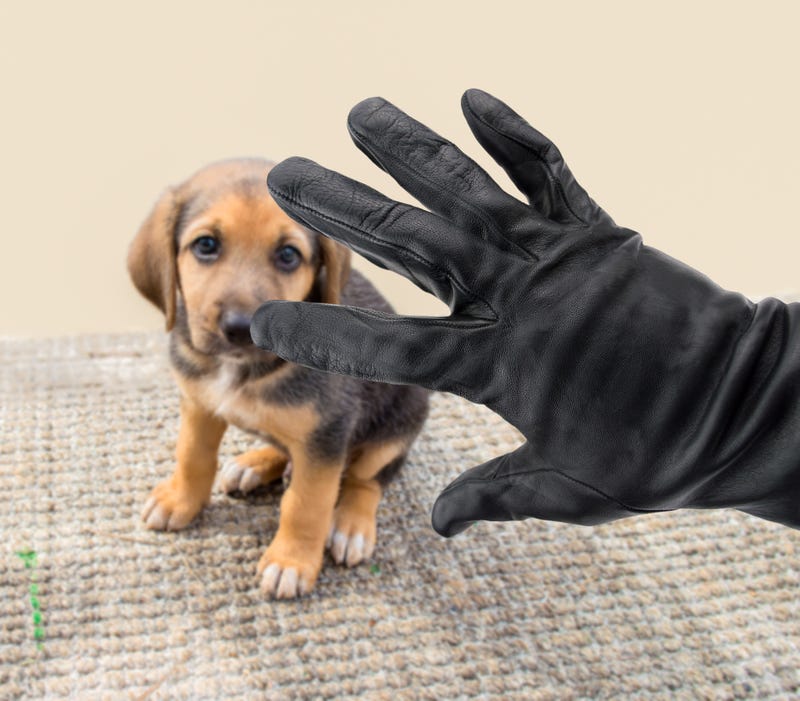 puppy scam