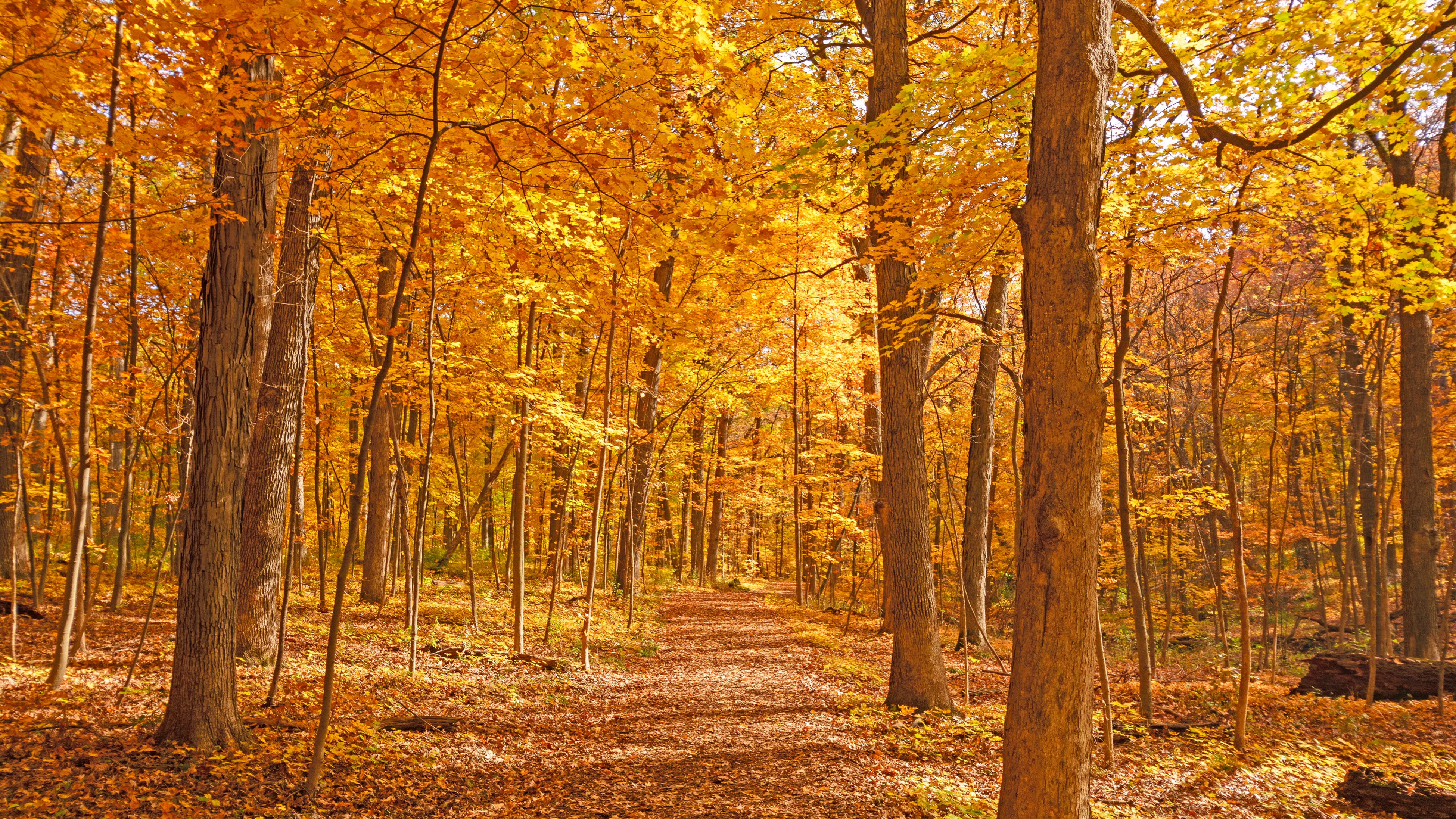 Here's how to find Illinois’ most brilliant fall colors of the season