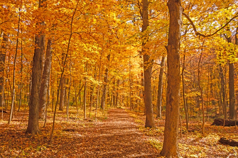 Morton Arboretum at fall