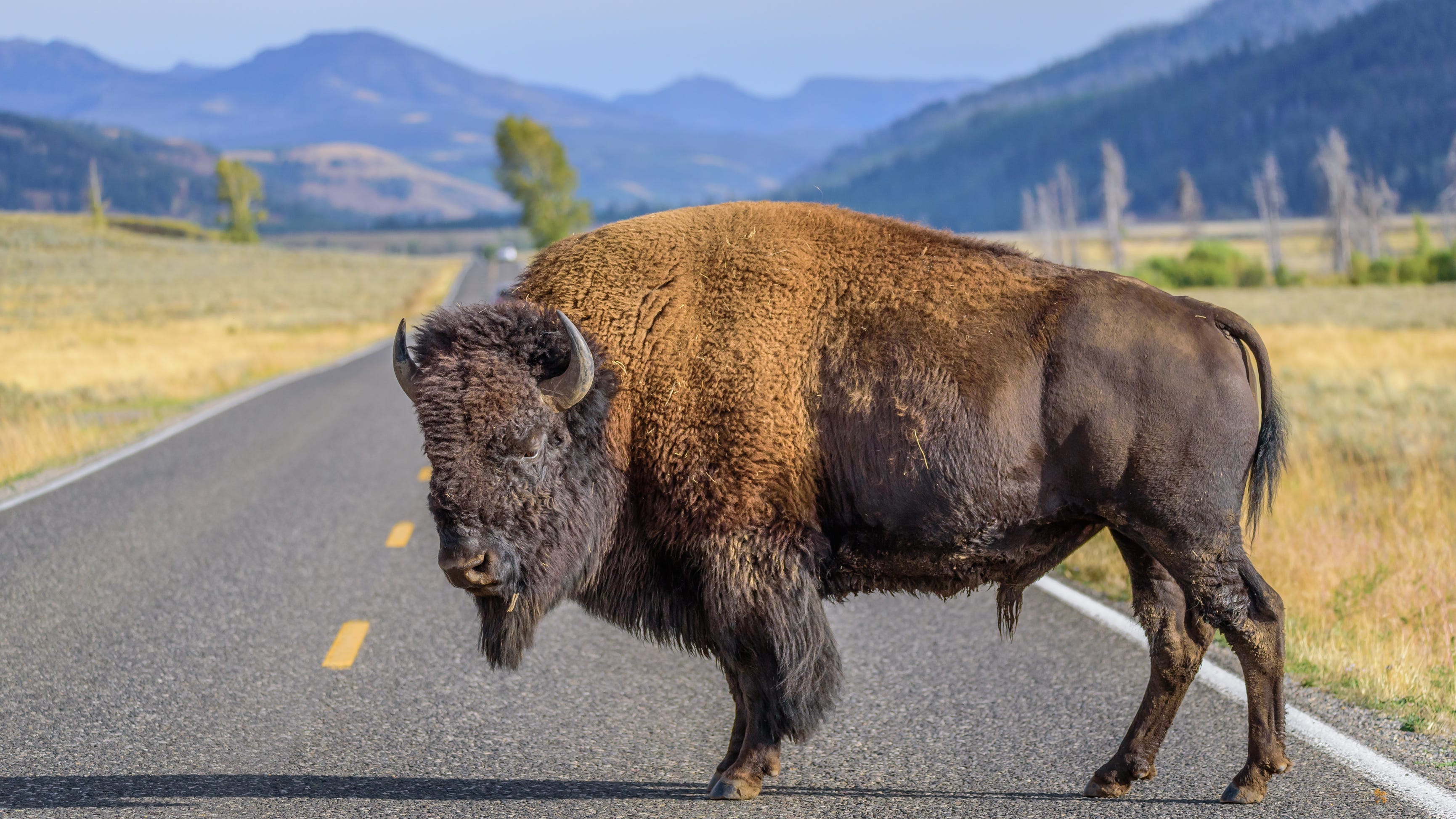 VIDEO: Massive bison takes leisurely stroll and brings traffic to a crawl at Yellowstone National Park