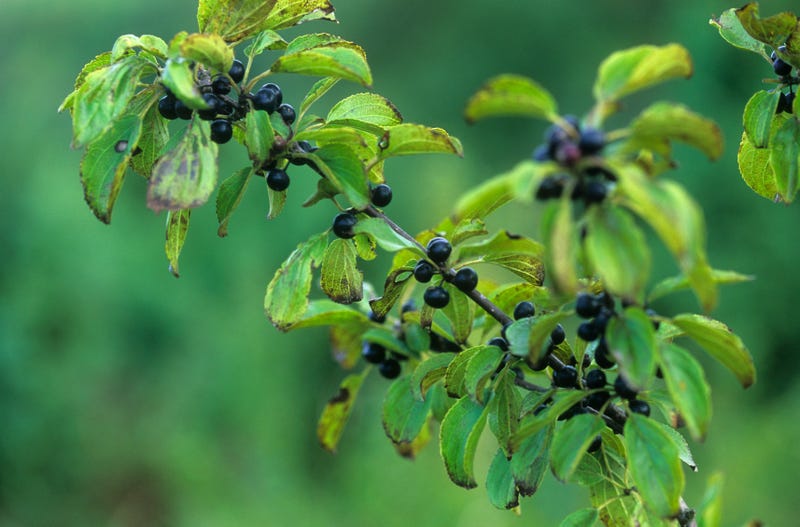 buckthorn
