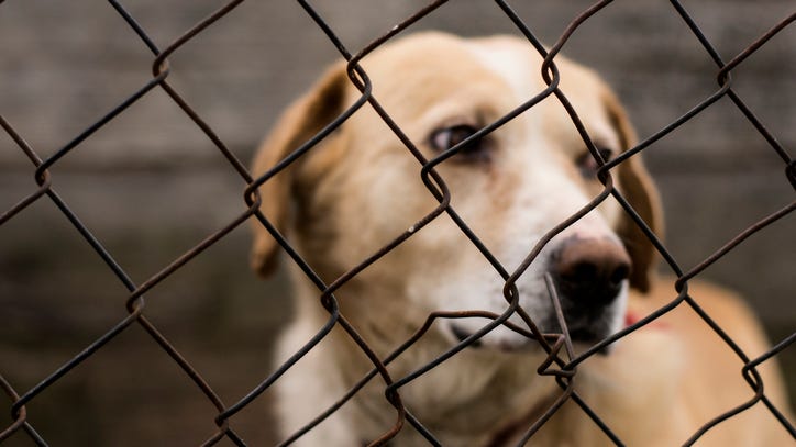 A public registry for animal abusers?: Genesee County Sheriff partners with advocacy group on new ballot initiative