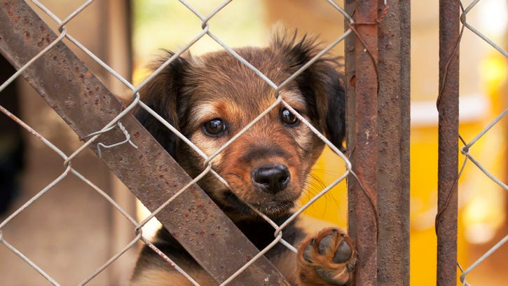 'Pandemic pets' overwhelming animal shelters with owners surrendering them in waves