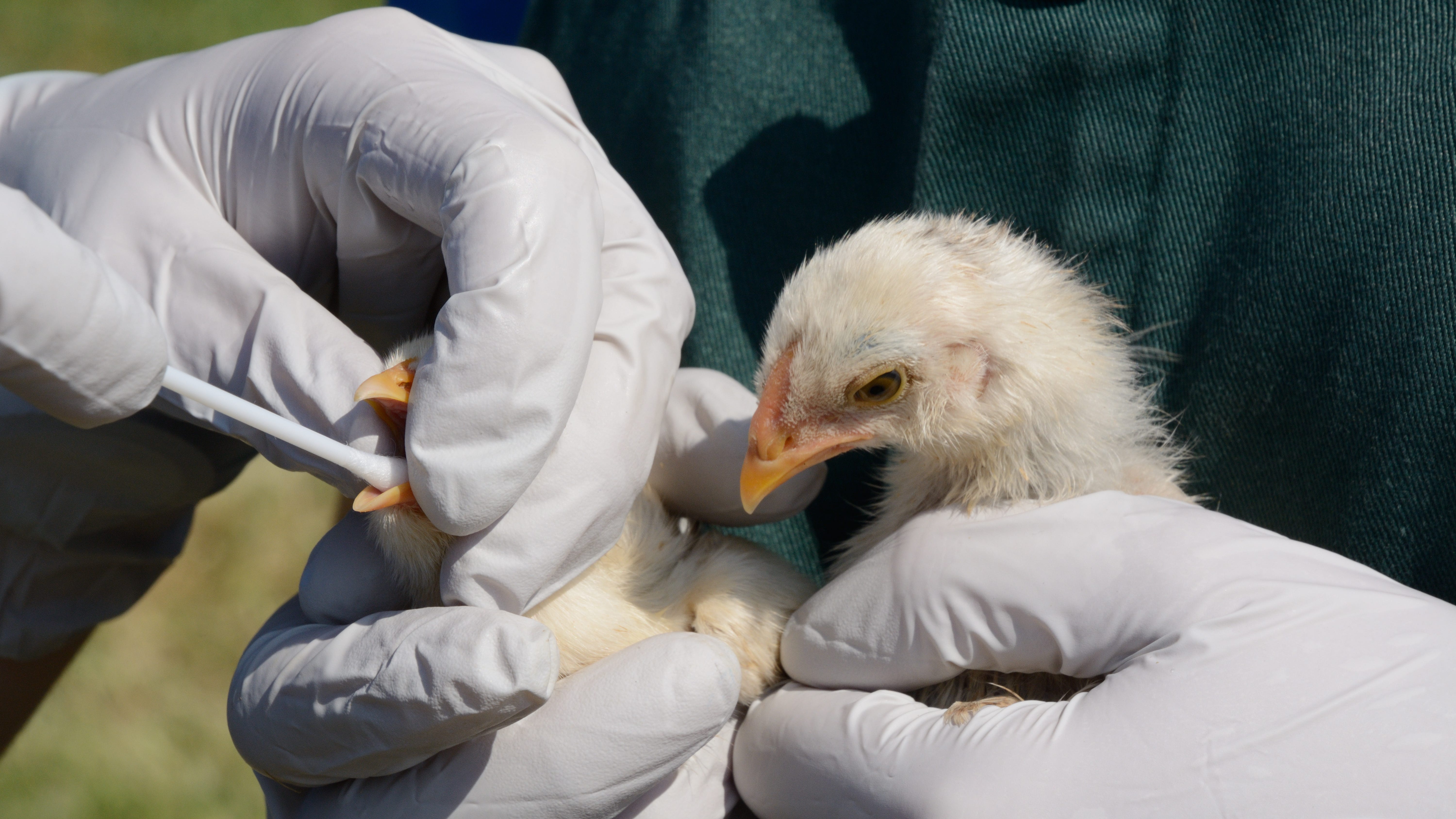 First cases of avian flu detected in wild birds in L.A. County