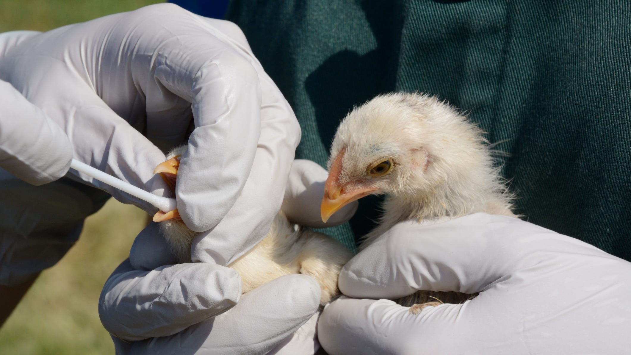 Worries about spread emerge as highly contagious bird flu discovered