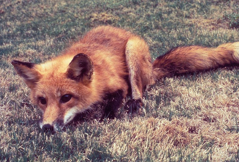 Photo provided by the CDC with information regarding rabies in foxes.