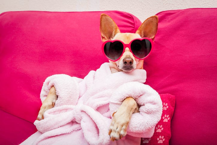 Pampered dog