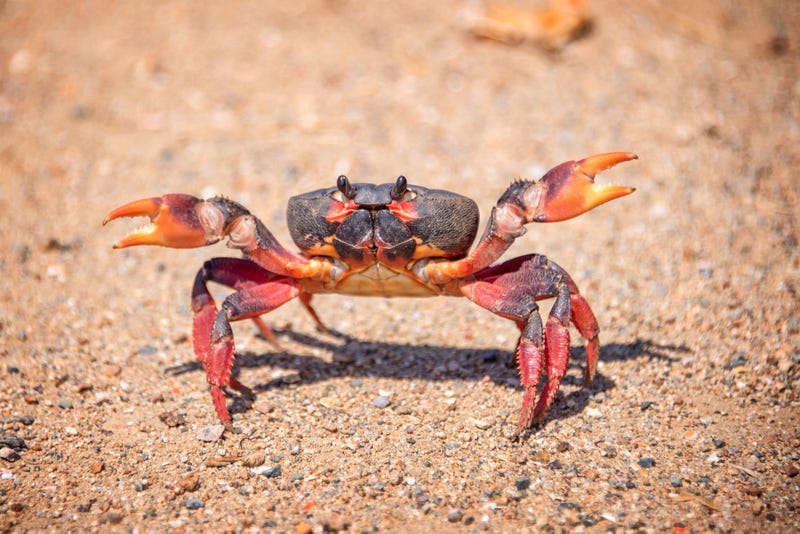 A truck carrying about 15,000 live crabs overturned on a rural road in Ireland, spilling its cargo and briefly shutting down traffic as crews worked to recover the animals. 
