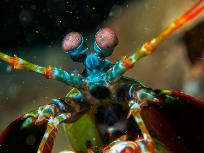 Mantis shrimp