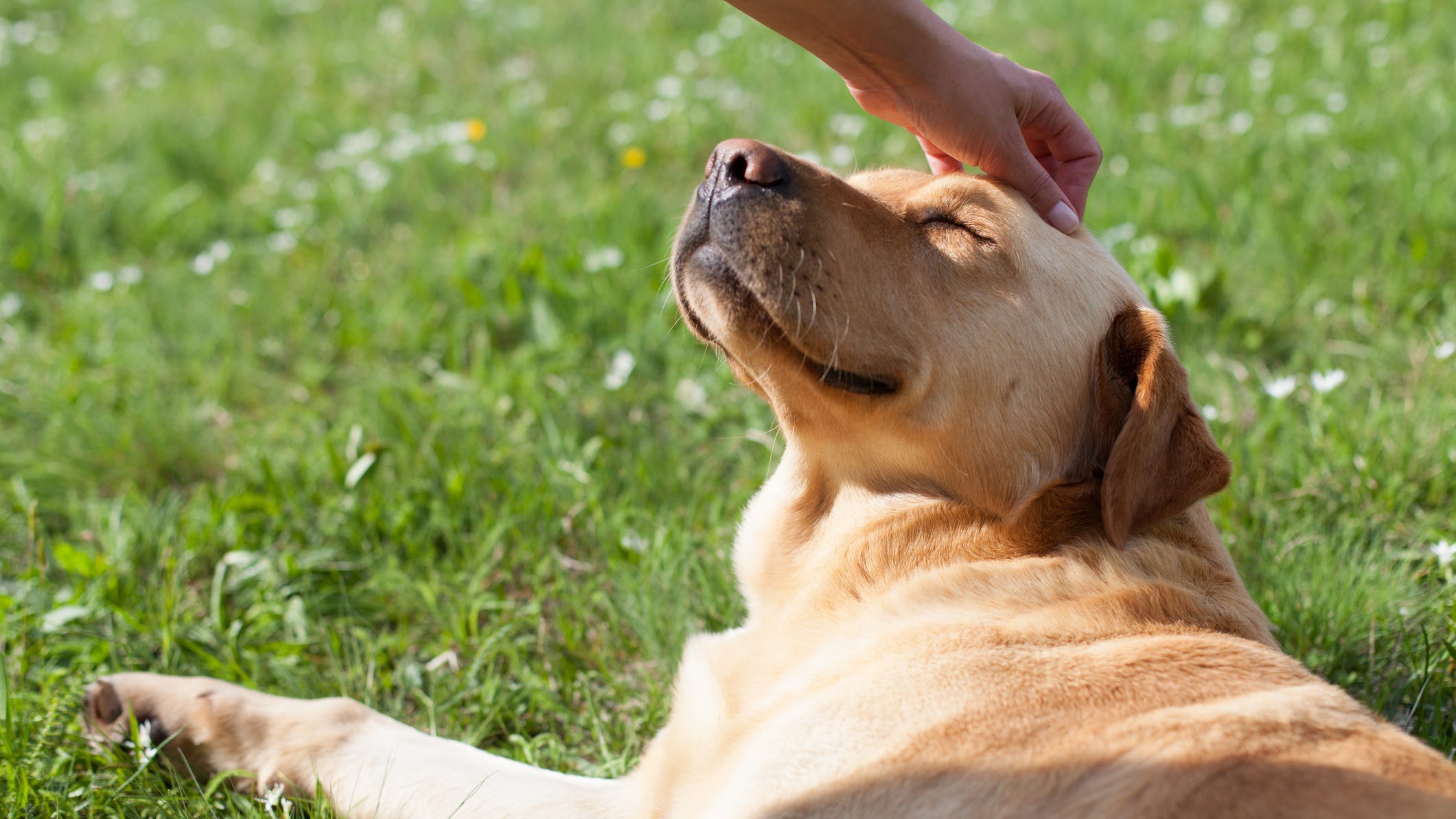Pet owners urged to take precautions to protect animals from heat