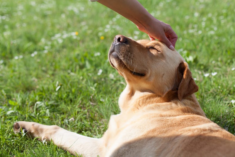 dog in sun