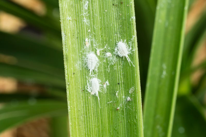 The pasture mealybug - Helicococcus summervillei