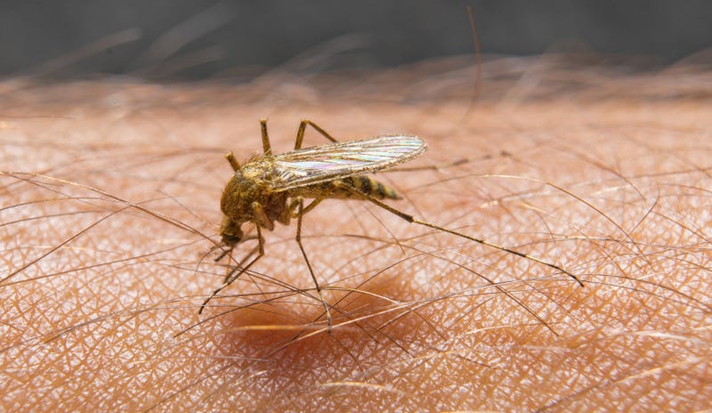 A mosquito bites a human