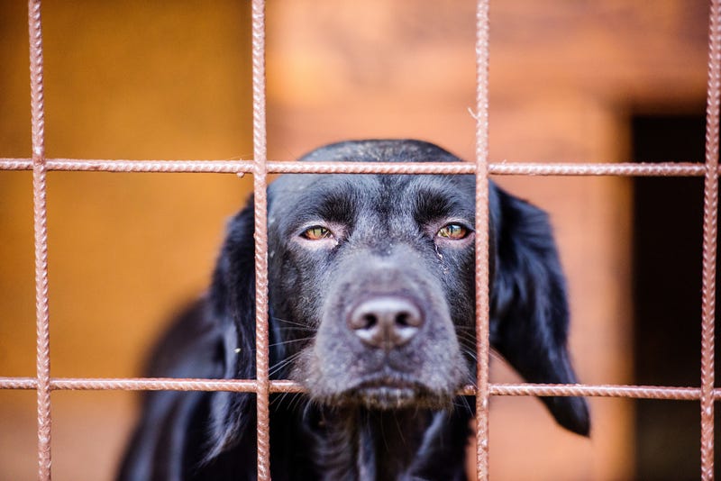 Dog at an animal shelter.