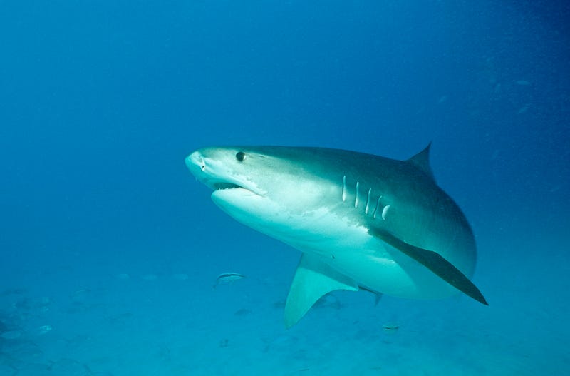 A tiger shark, which state officials say may be the shark that attacked a Fire Island lifeguard on July 7, 2022.