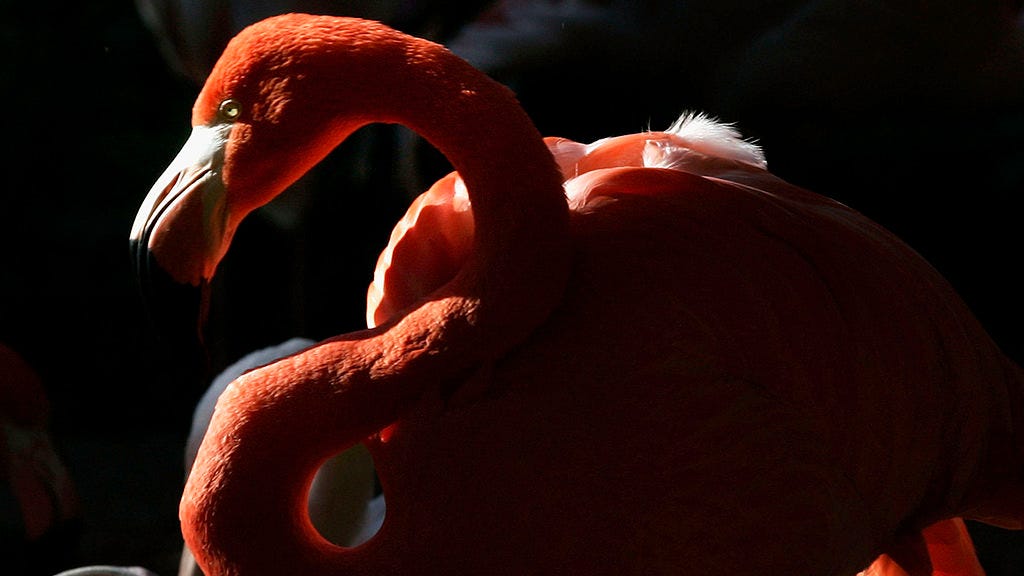 The Detroit Zoo's flamingos, ostrich and more moved inside after bird flu confirmed in Michigan