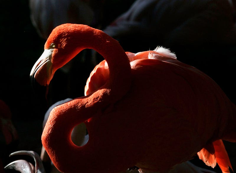 Officials for the Detroit Zoo are taking precautious to ensure birds around the wildlife park stay healthy and safe against a deadly news virus that has now spread to Michigan.