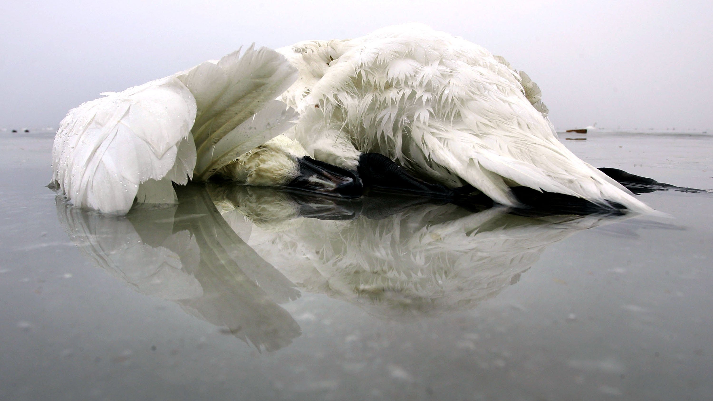 DNR investigating suspicious deaths of several swans on lake in Waterford