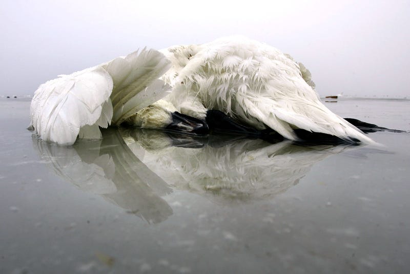 DNR investigating suspicious deaths of several swans on lake in Waterford