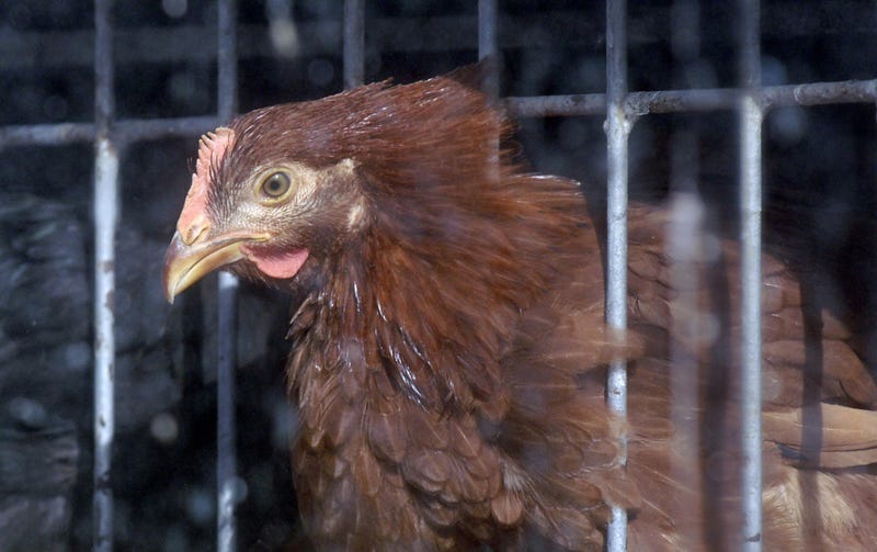 A chicken peers out of a cage at a live bird market in New York City